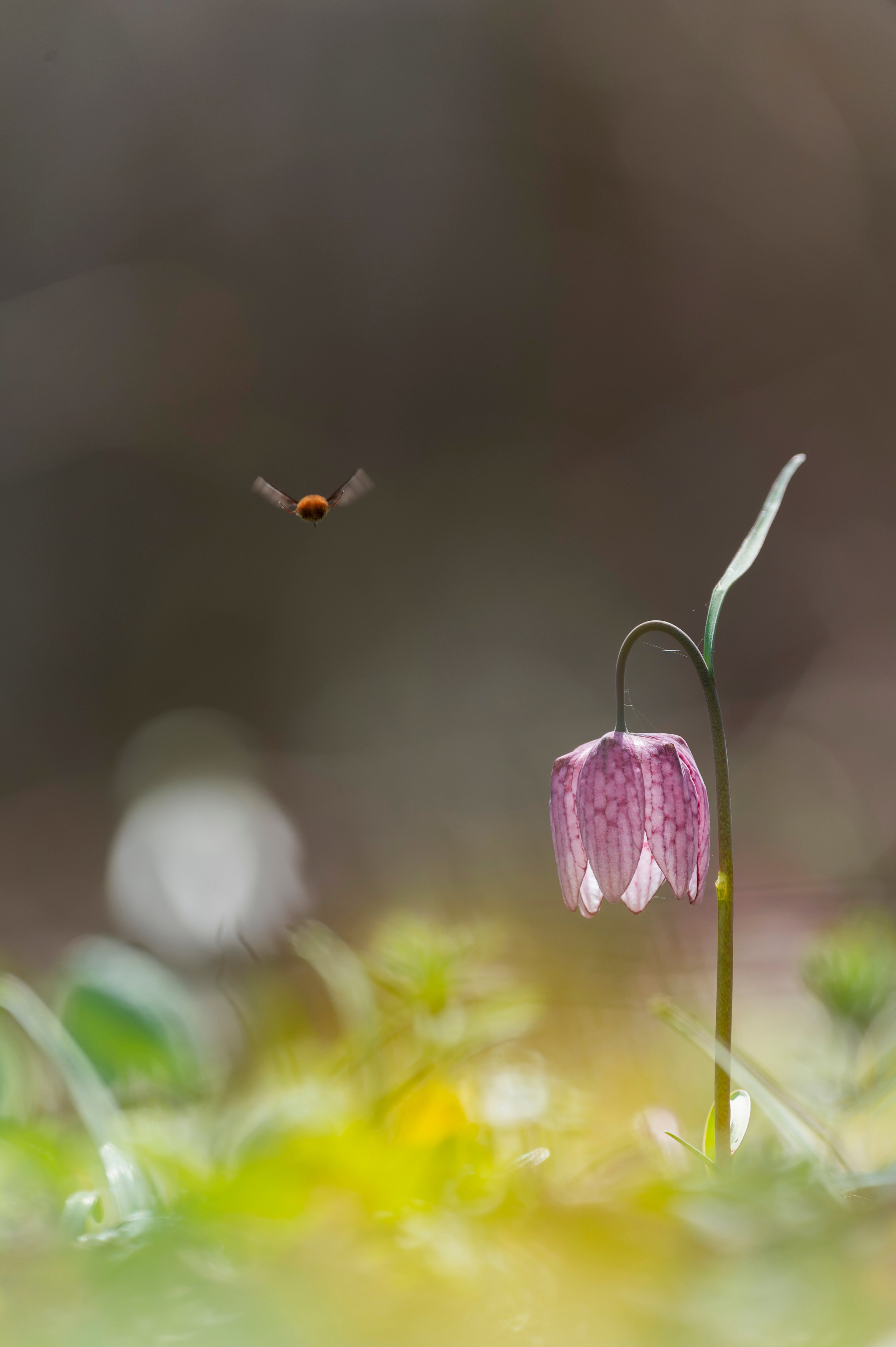 Naturalising Bulbs