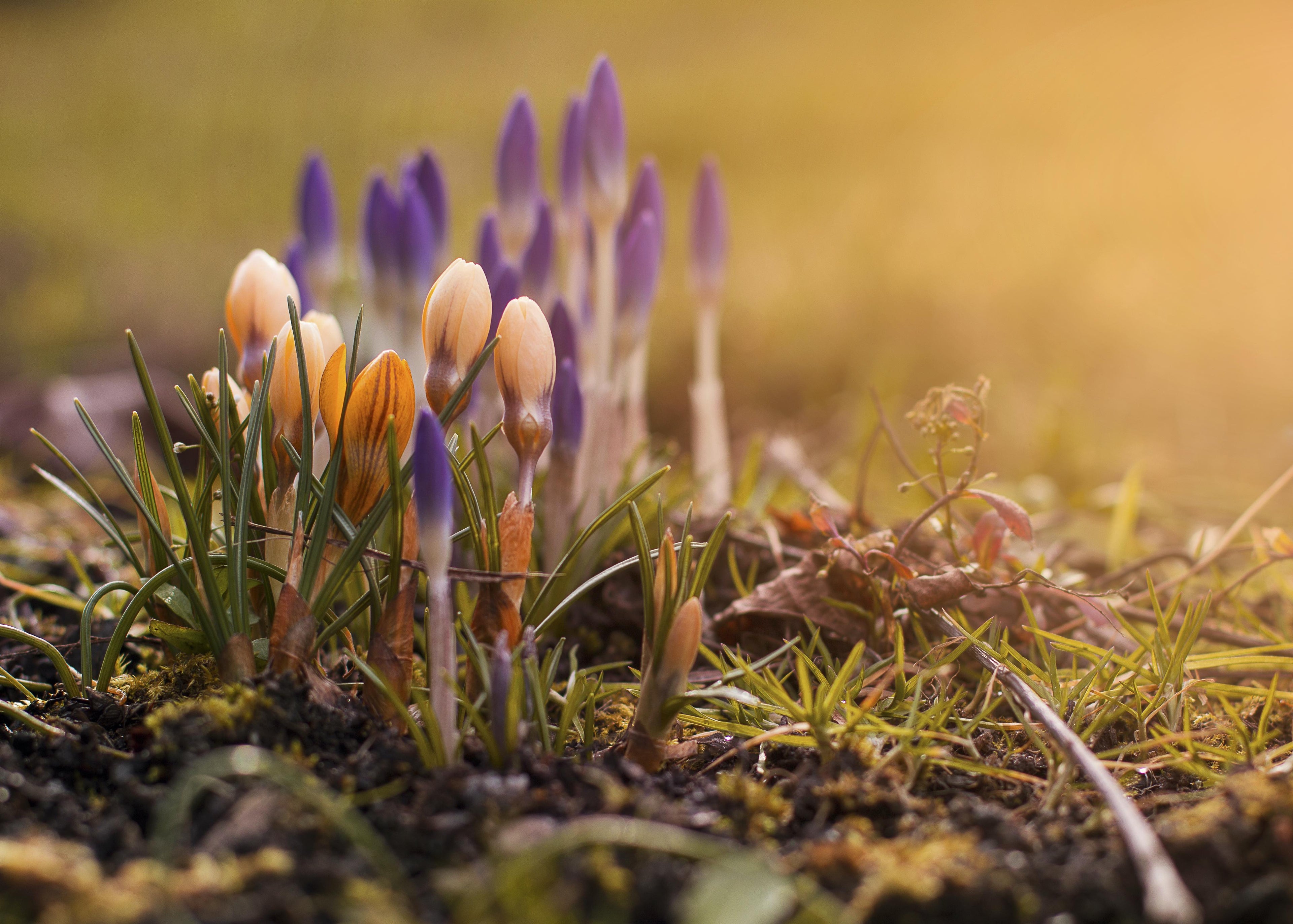 Crocuses