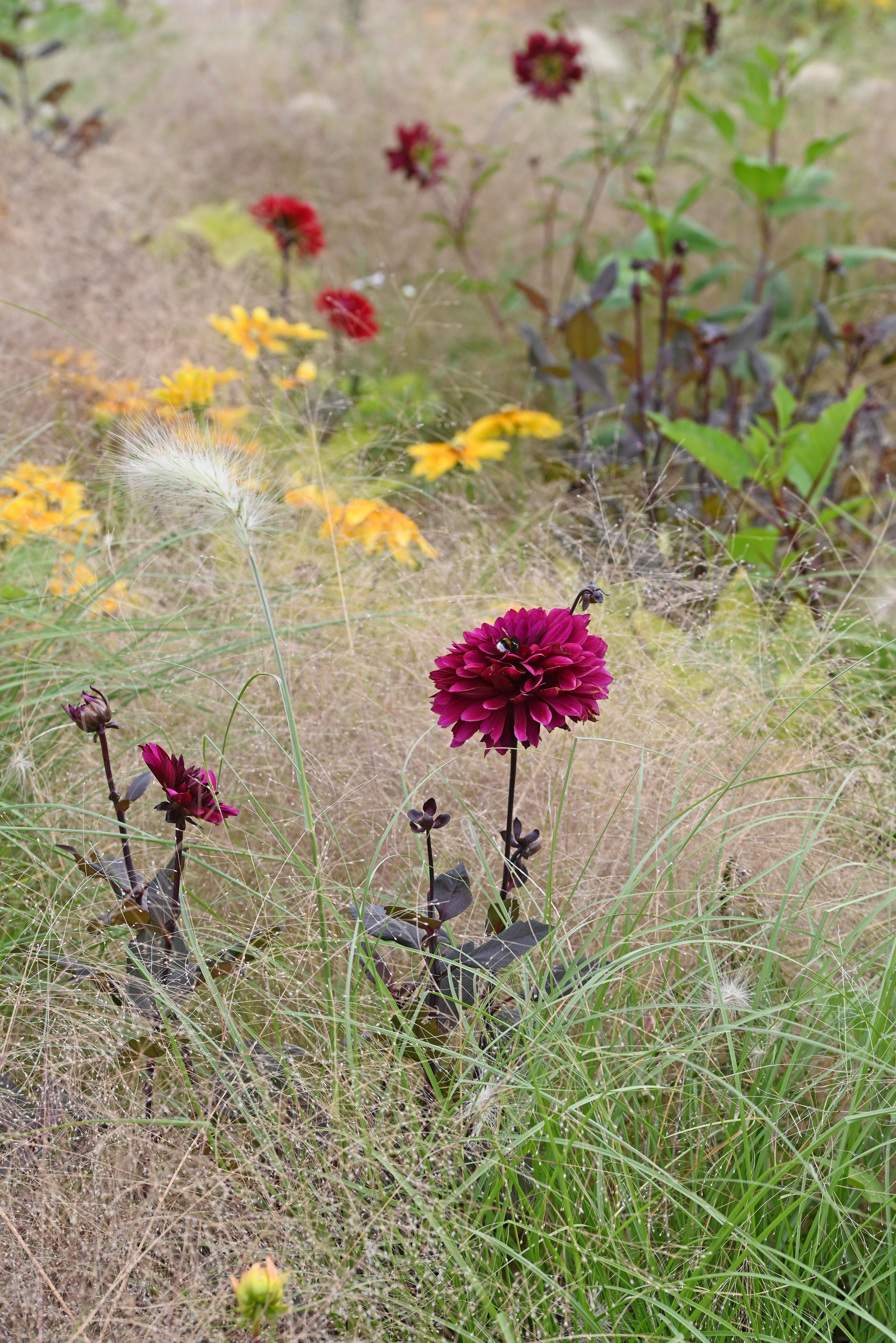 Red Dahlia amidst grasses