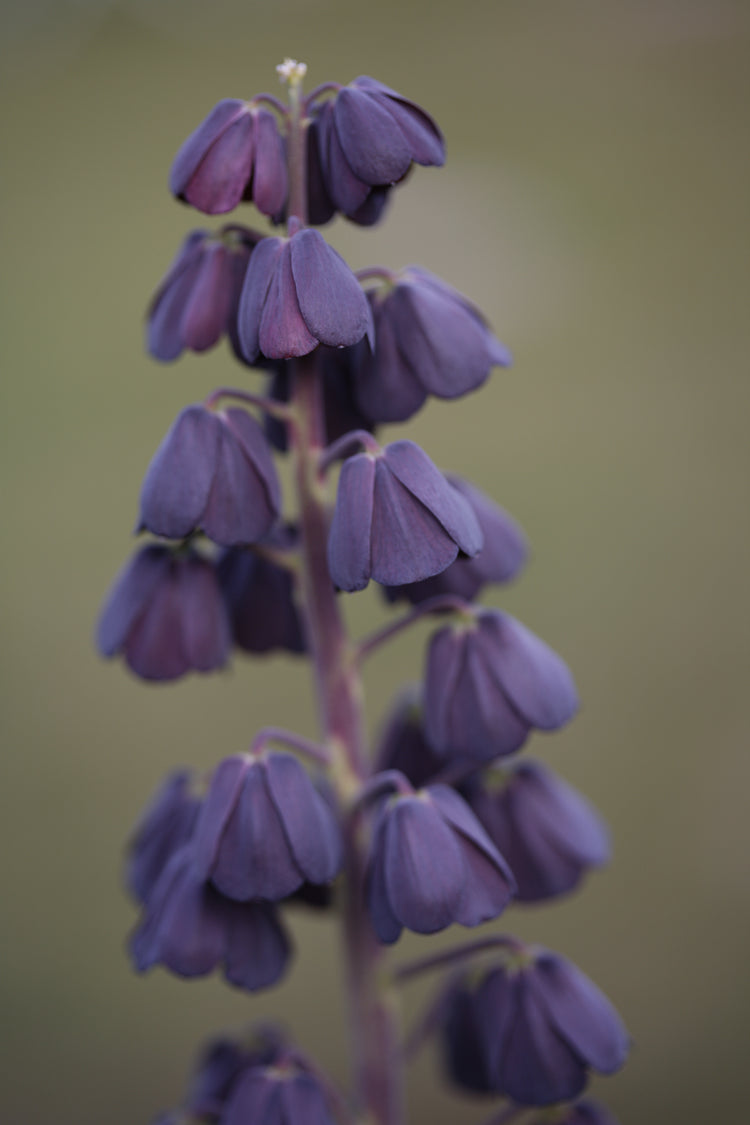 Deep Plum