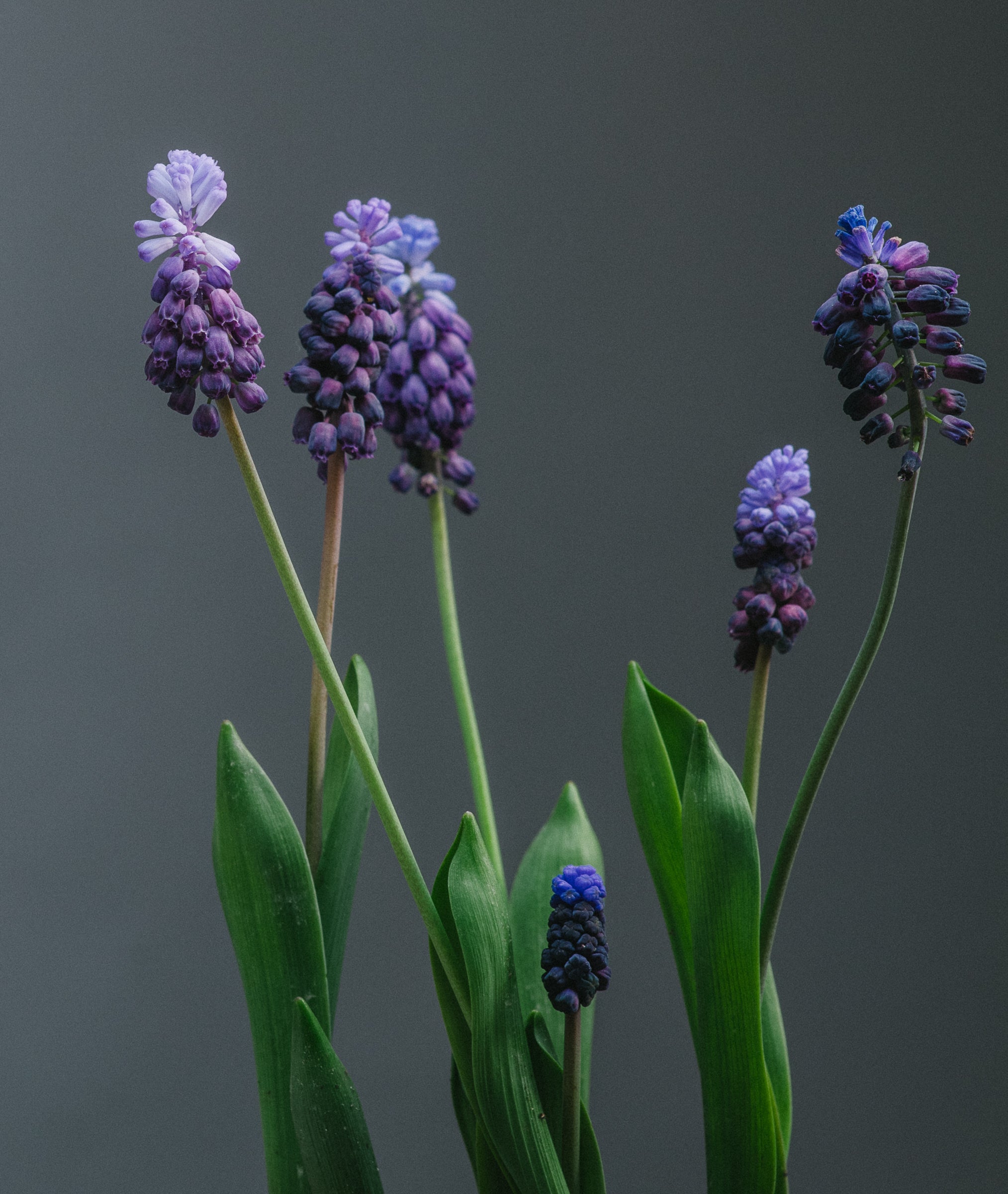 Muscari