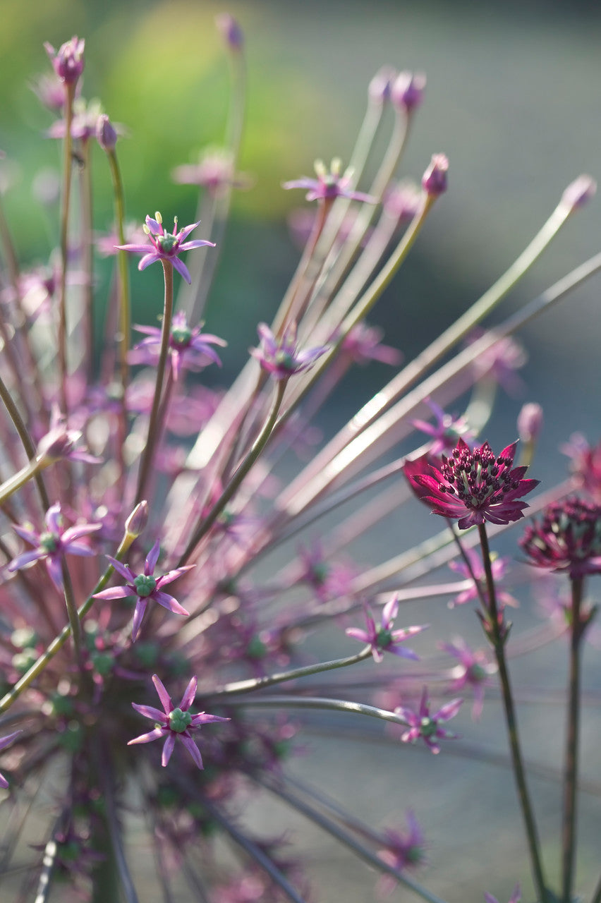 Alliums