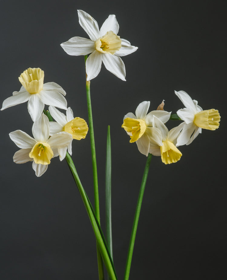 Narcissus