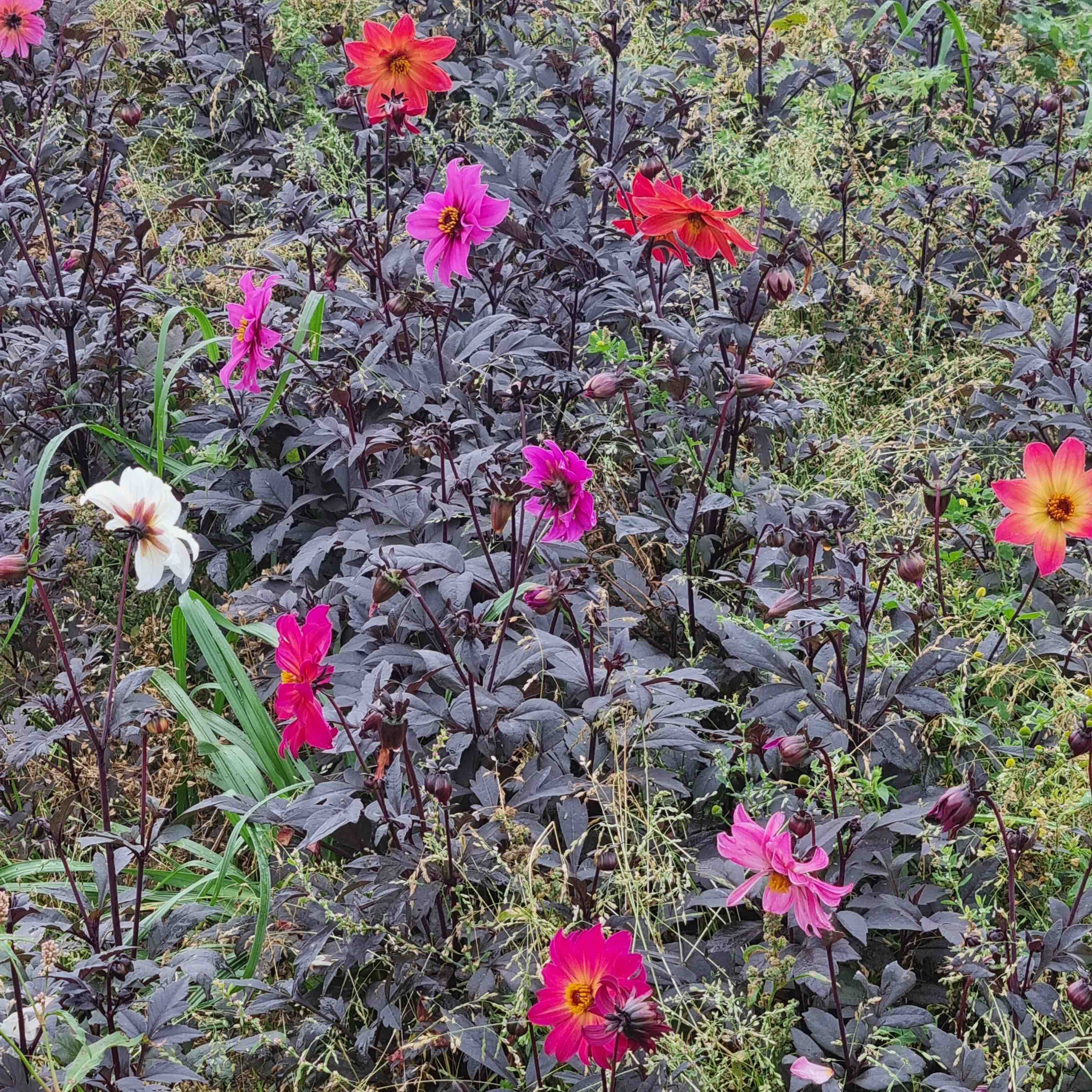 Organic Single Flower Dahlias