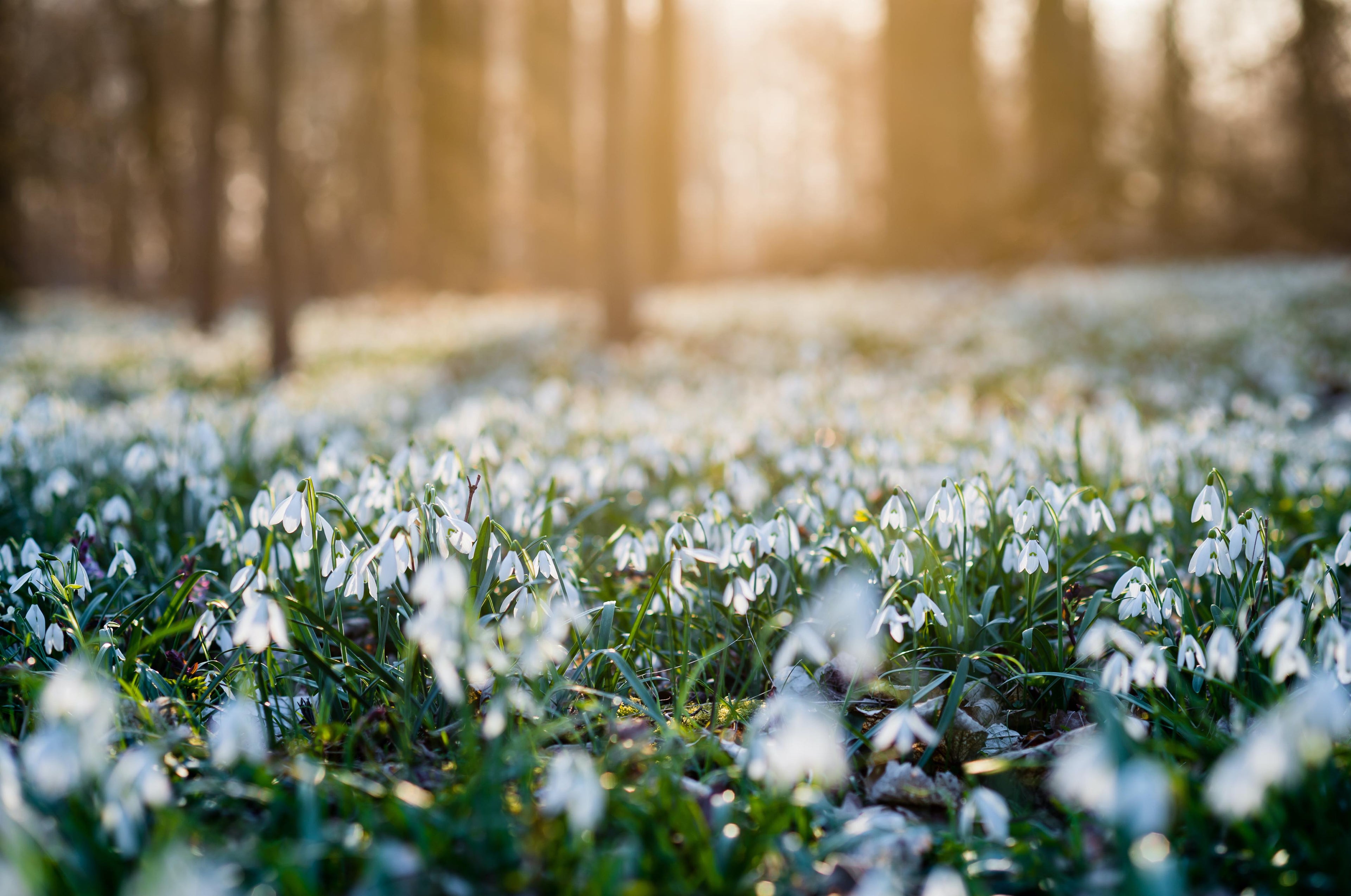 Bulbs in the Green | Native British Snowdrops