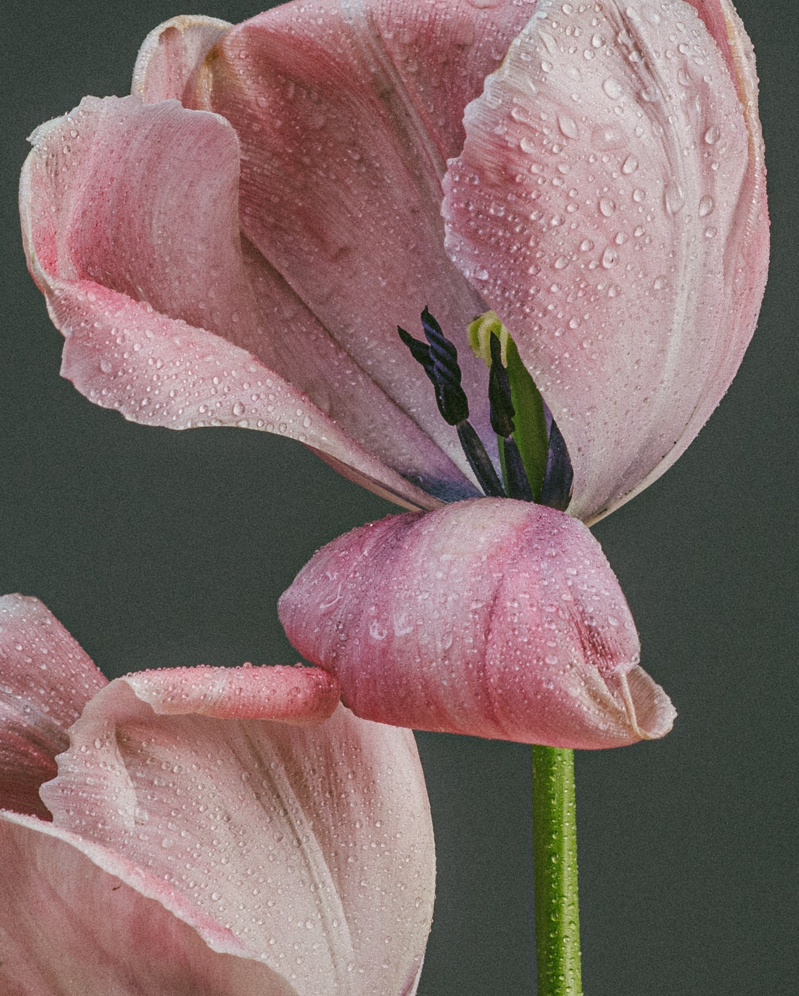 Organically Grown Tulipa 'Salmon Impression'