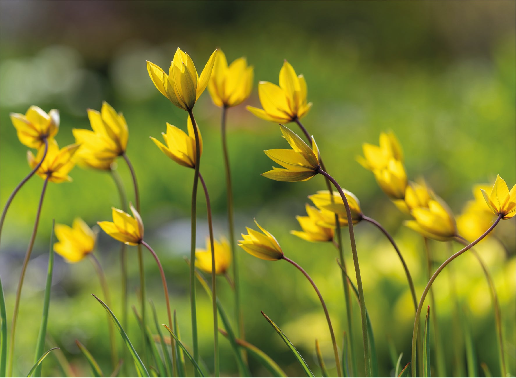 Organic Species Tulips