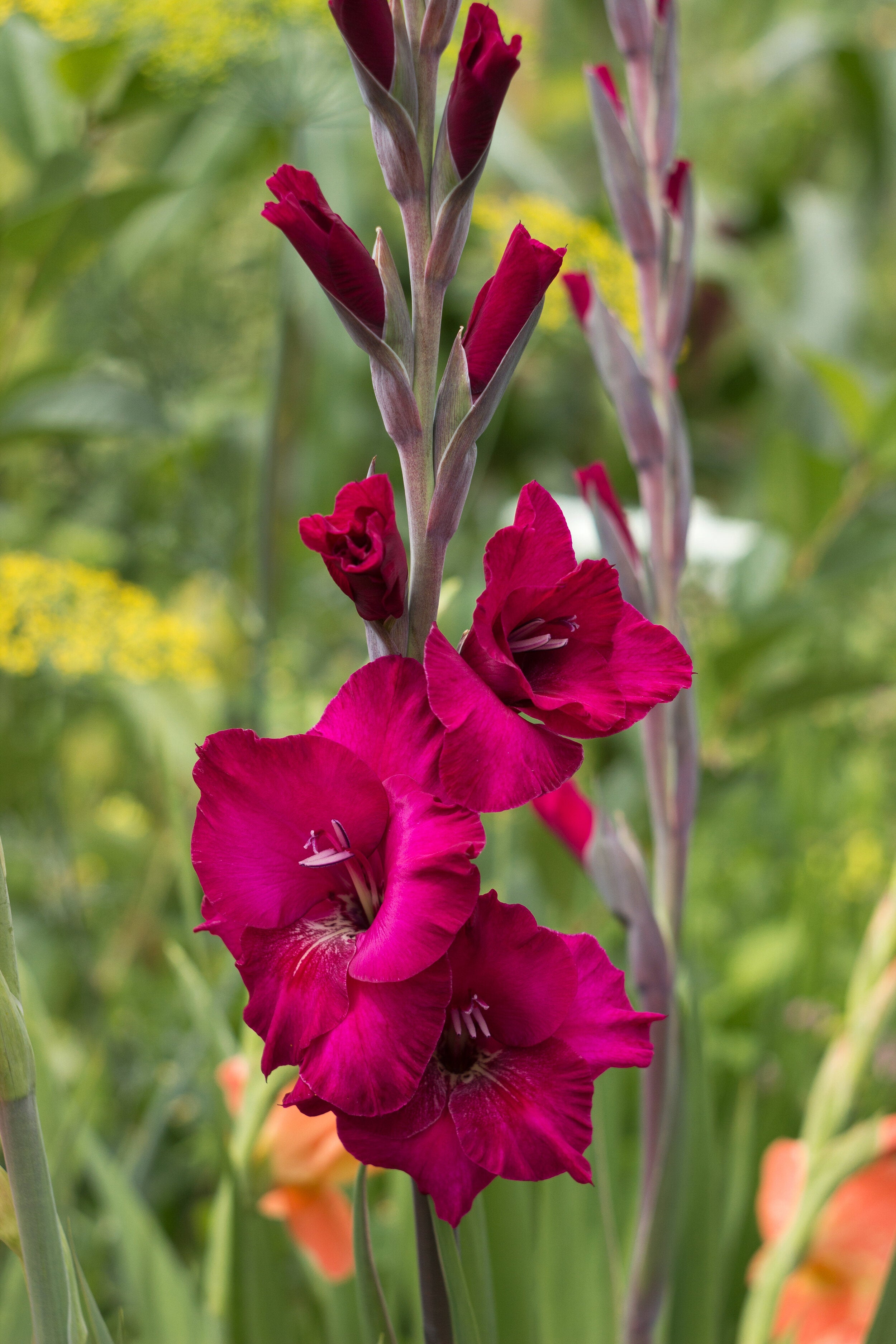 Organic Gladioli