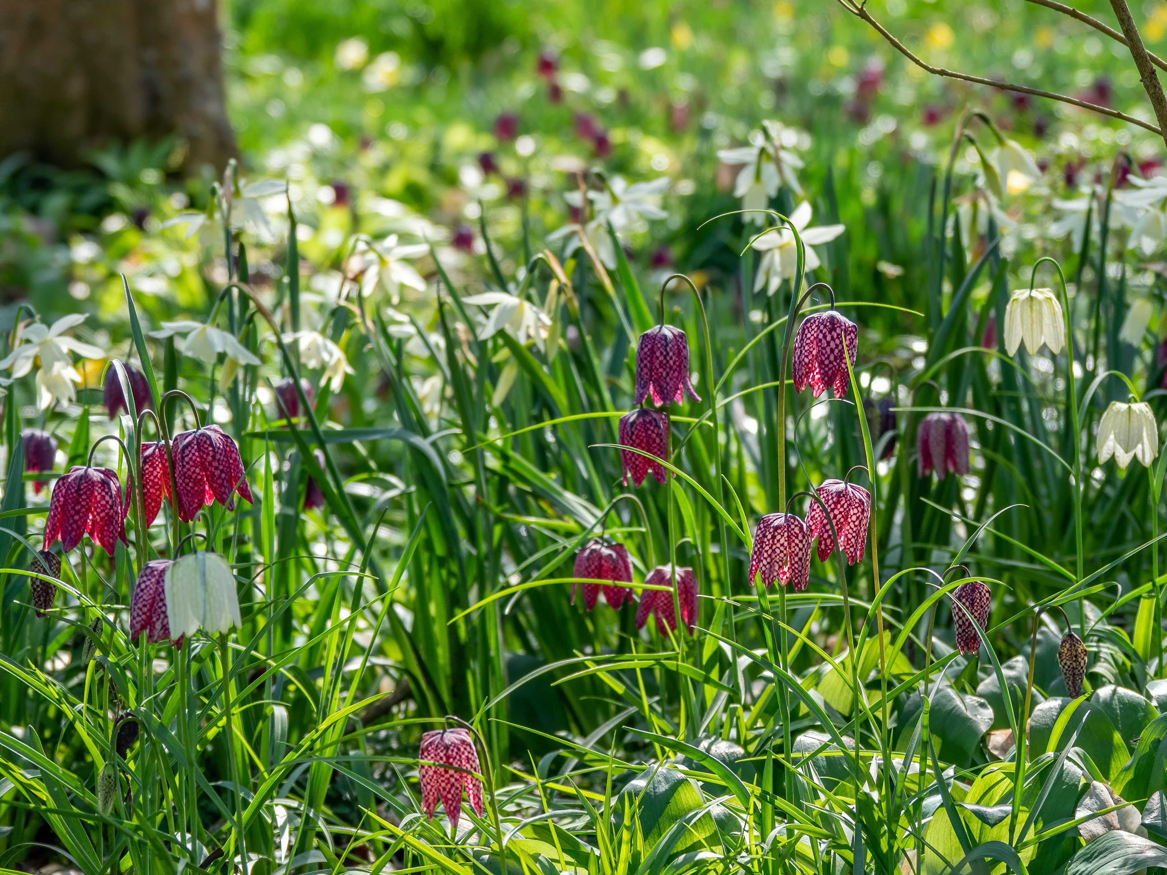 All Spring Flowering Bulbs