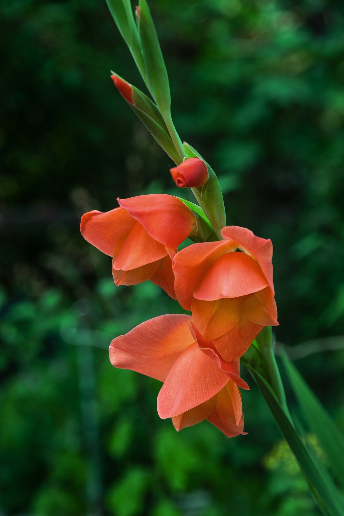 Gladioli Live Oak.jpg