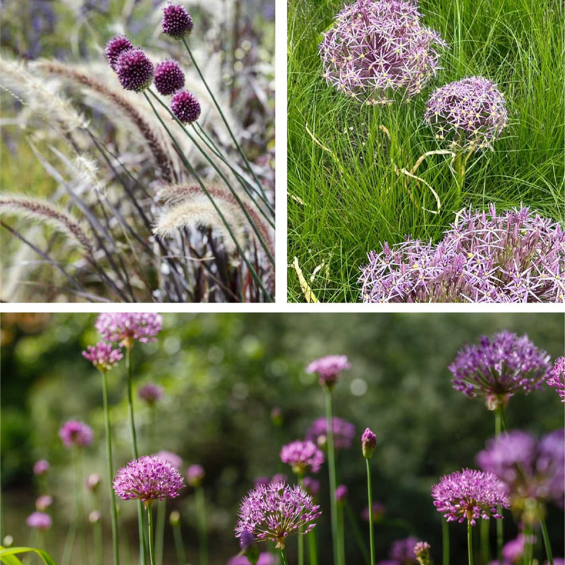 Allium Collection