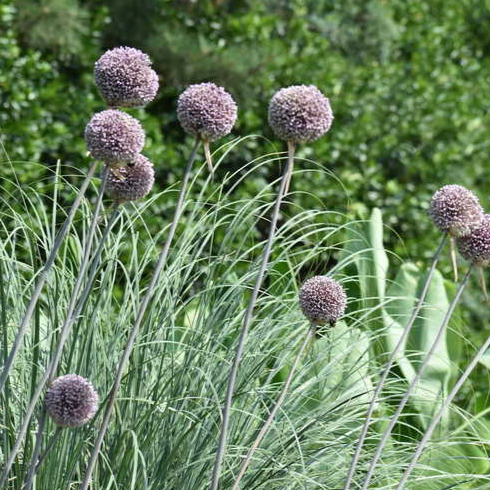 Allium &