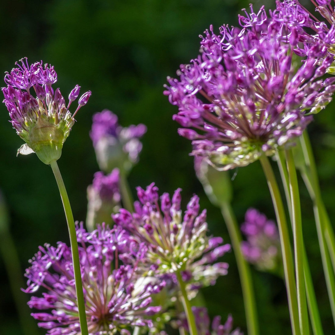 Allium+Purple+Rain+copy.jpg