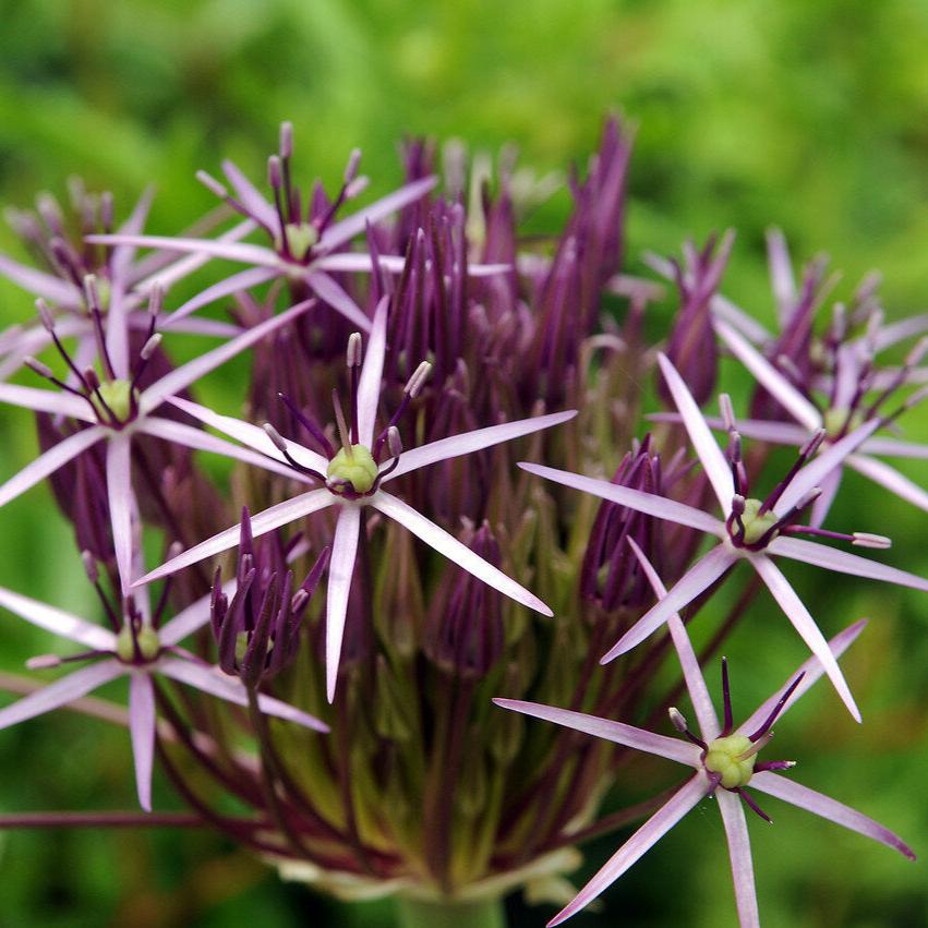 Allium Christophii.jpg