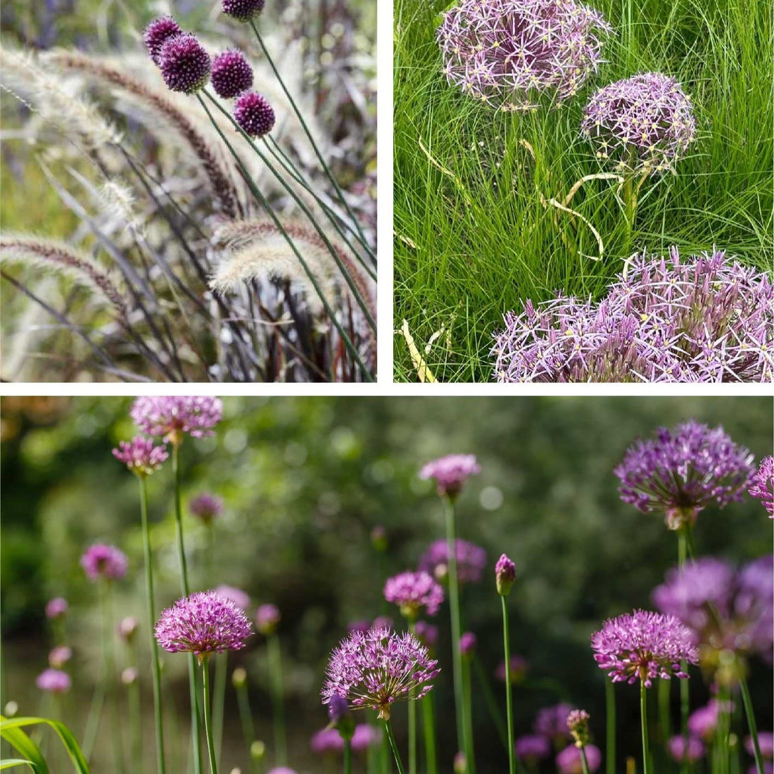 Allium Collection chrispohii.jpg