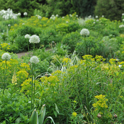 Allium stipitatum &