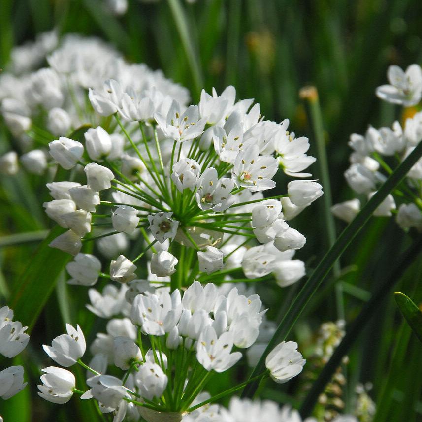 Allium Neapolitanum.jpg