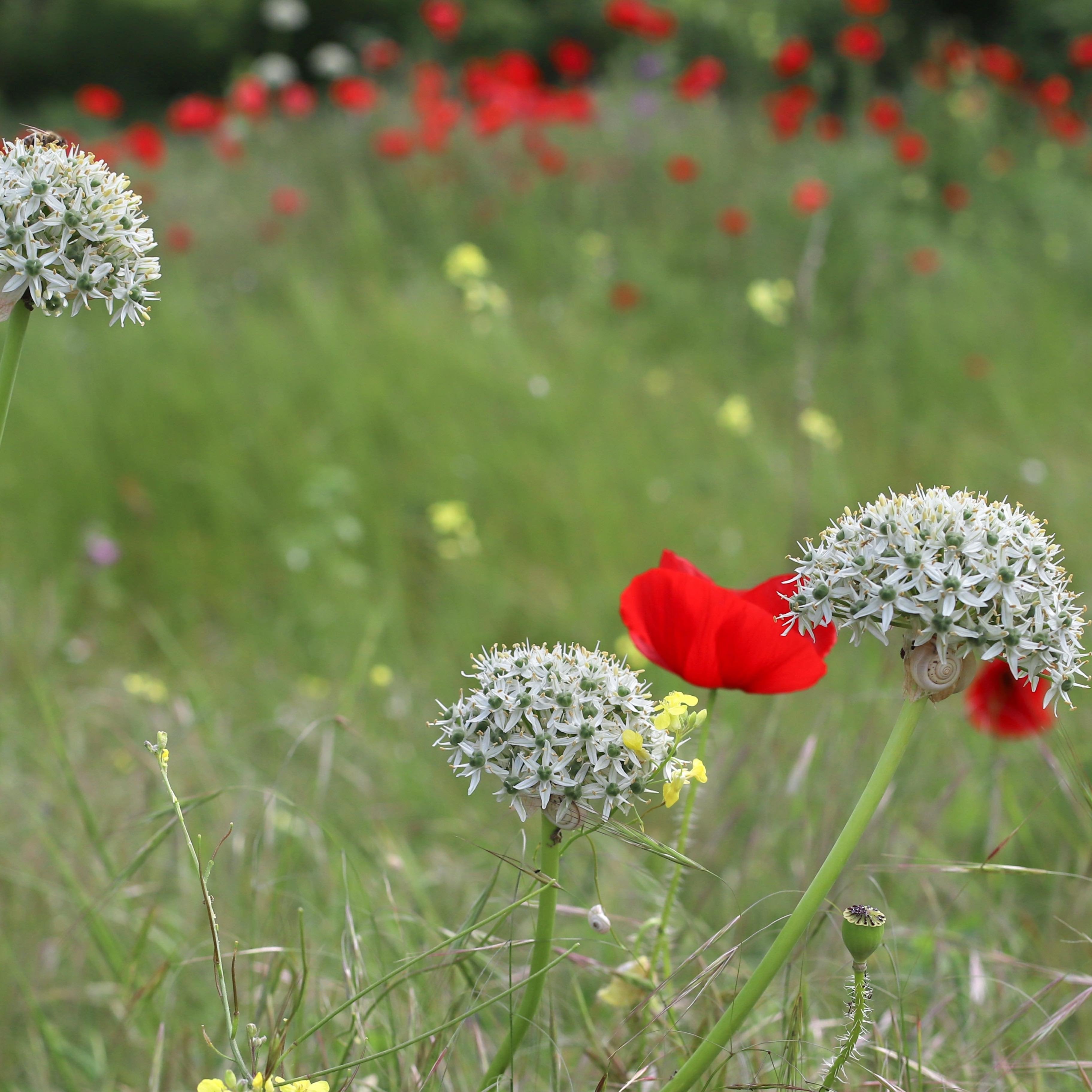 Allium nigrum