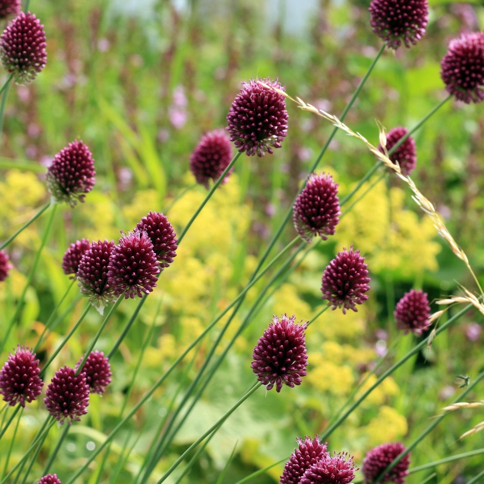 Allium Sphaerocephalon in landscape.jpg