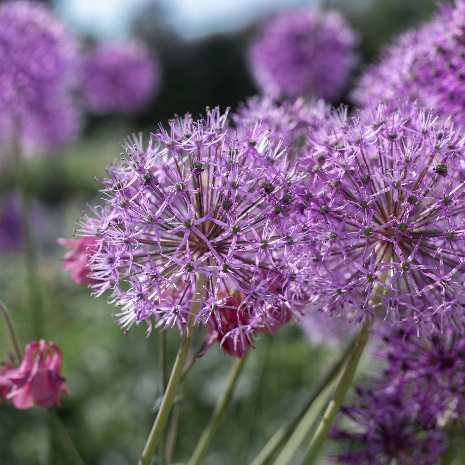 Allium Violet Beauty copy.jpg