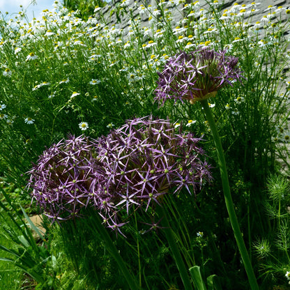 Allium cristophii