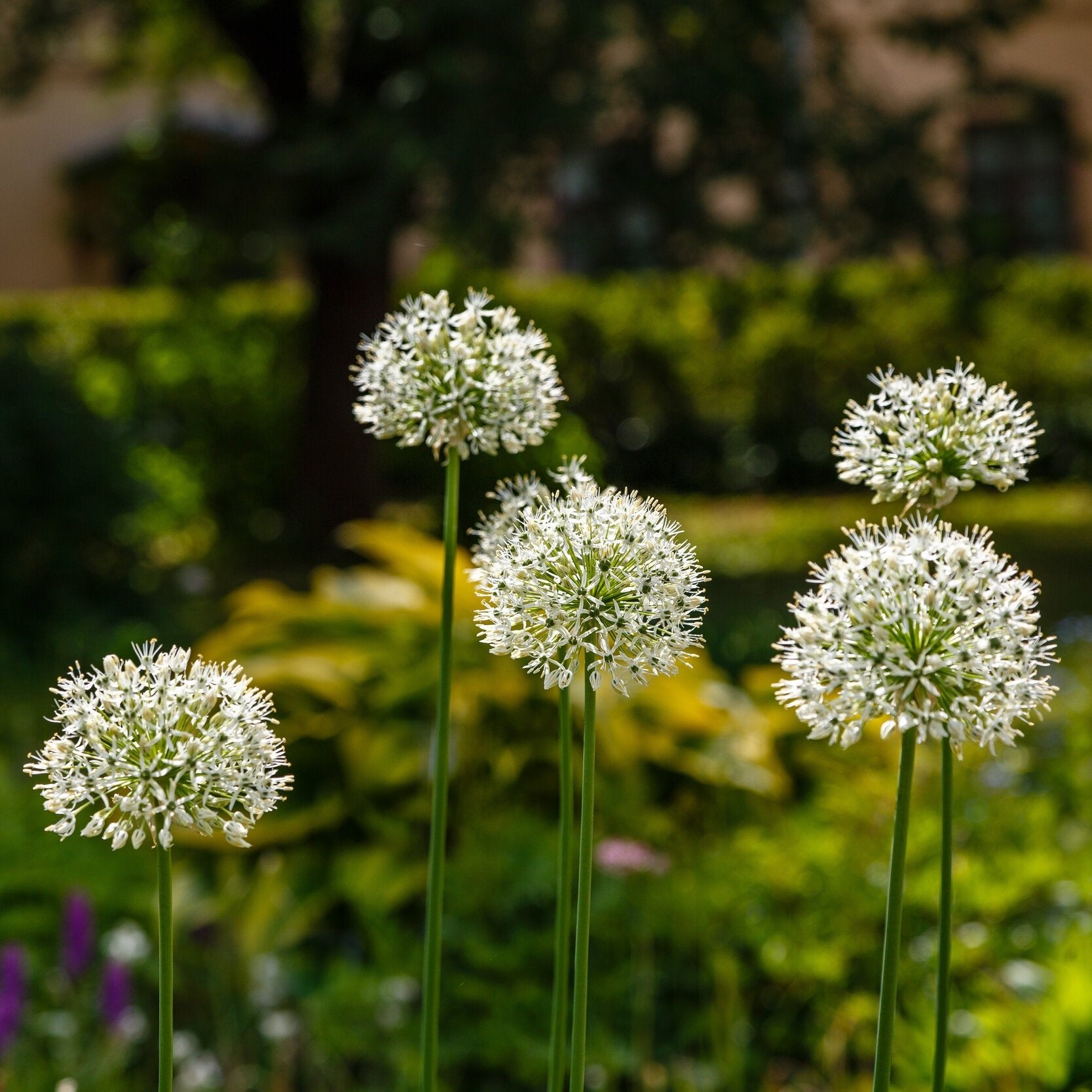 Allium mount everest 2.jpg