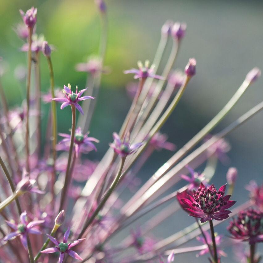 Allium schubertii.jpg