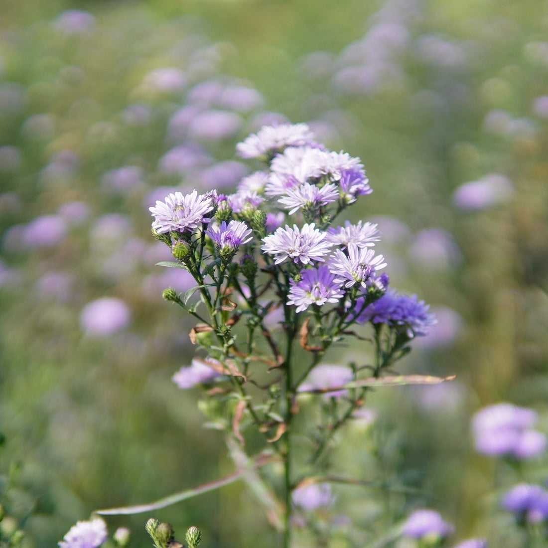 Aster ageratoides Asran