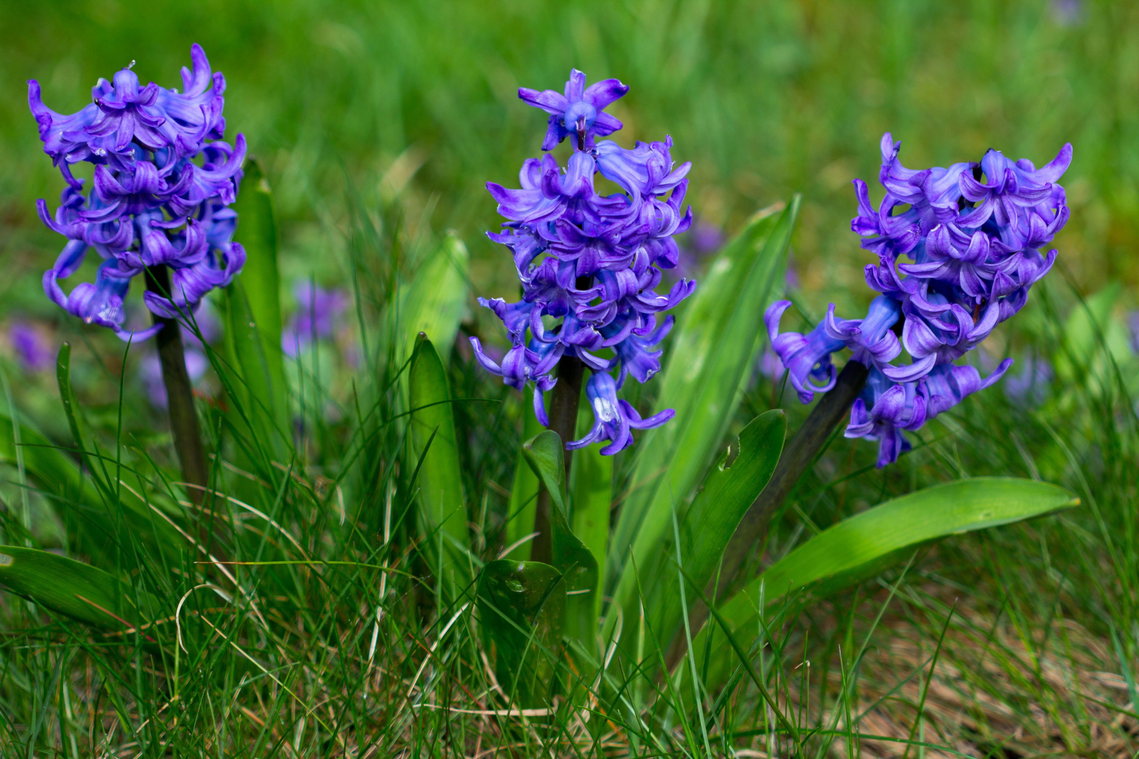 Hyacinth Blue Pearl