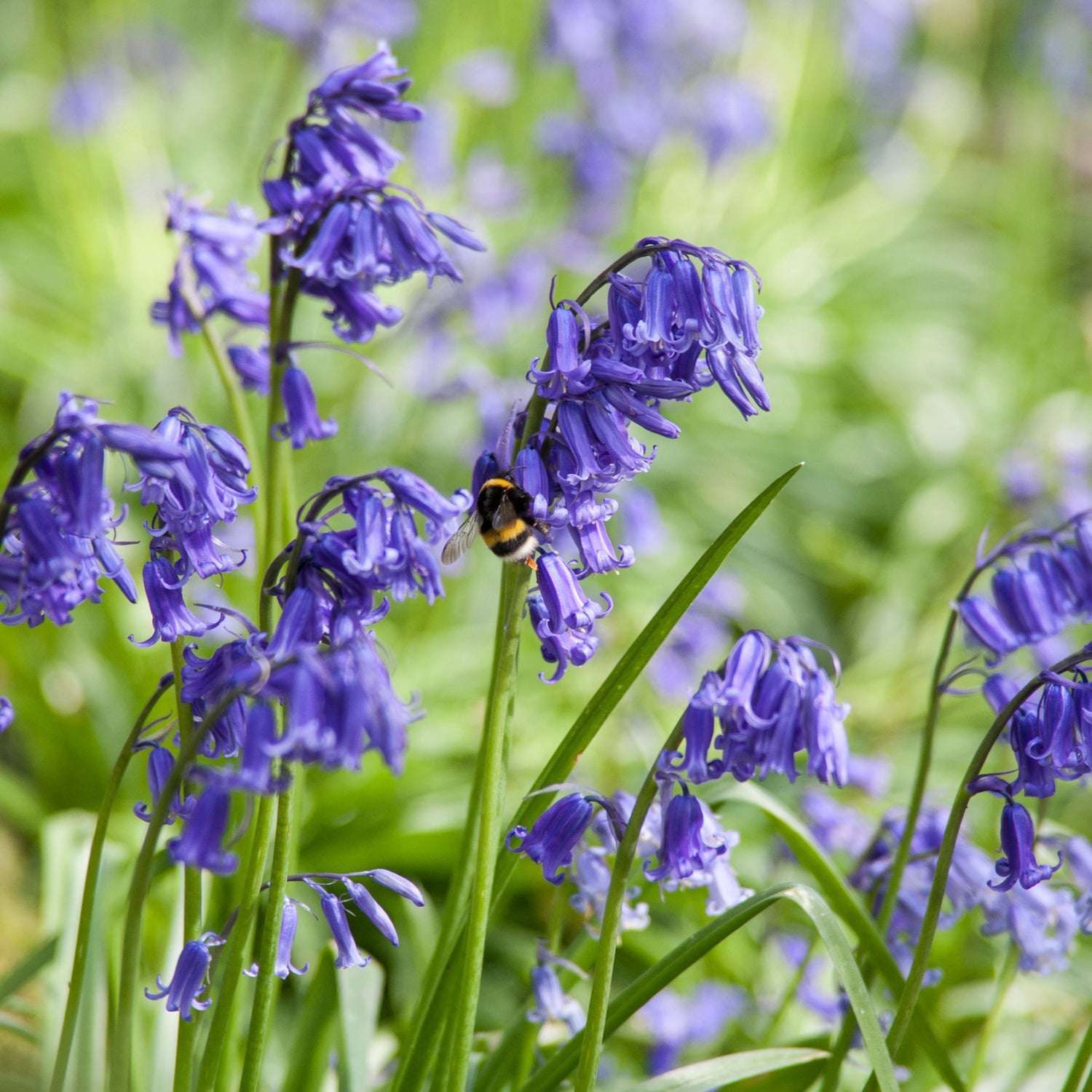 Bluebells+.jpg