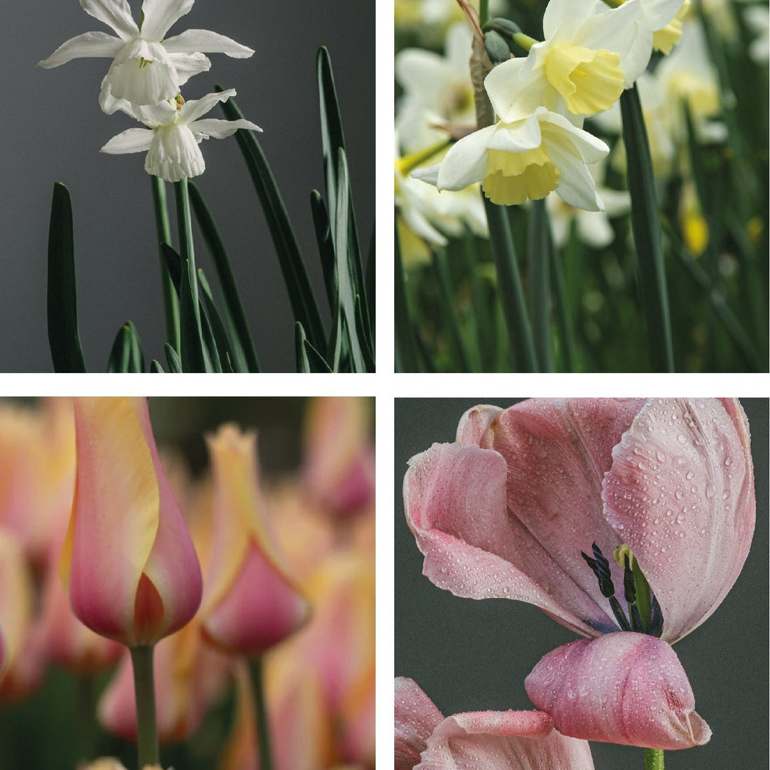 Blush Tulip &amp; Narcissus Collection