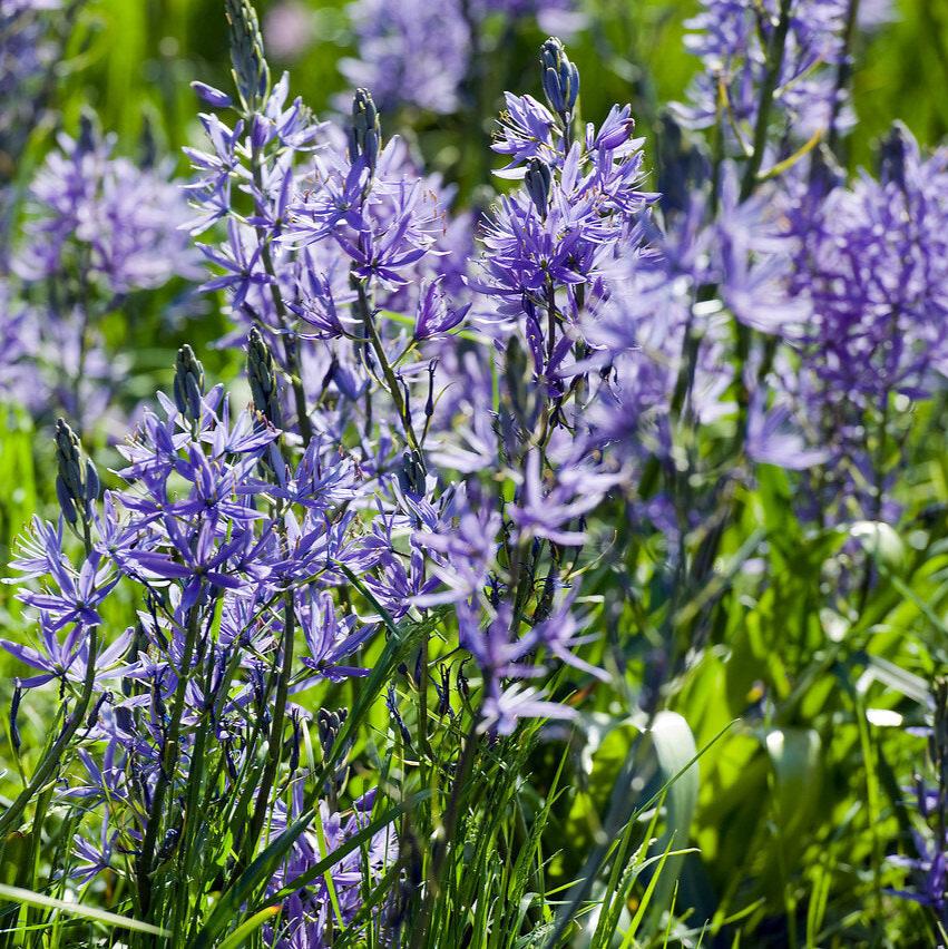 Camassia Leichtlinii &