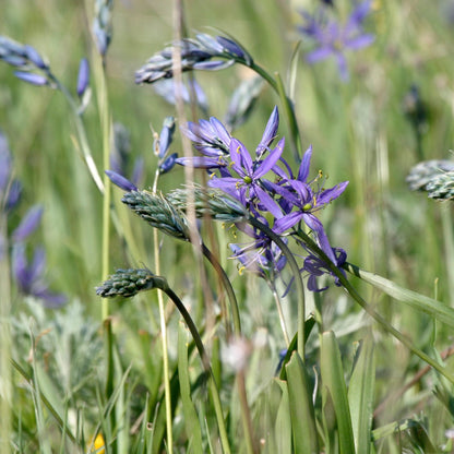 Camassia Leichtlinii &