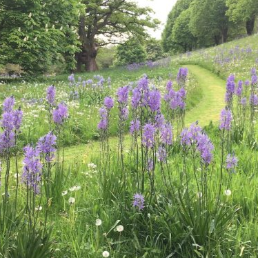 Camassia leichtlinii &