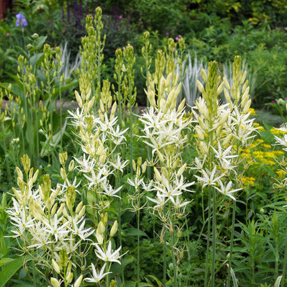 Camassia white.jpg