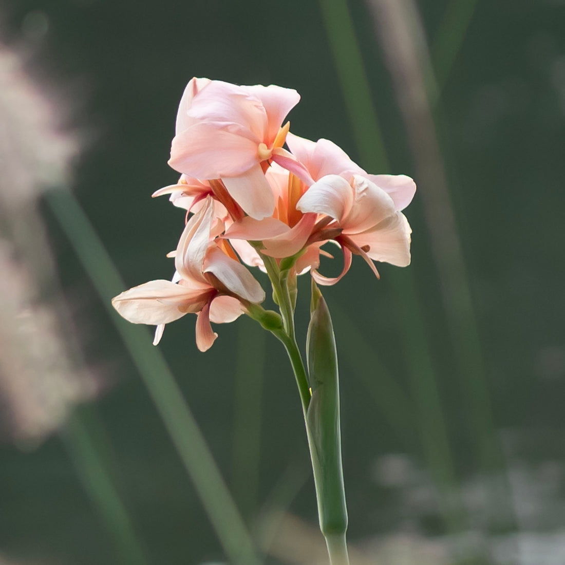 Canna Indica Salmon Pink