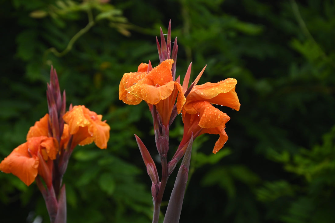 Canna Stadt Fellbach | Organic Rhizomes