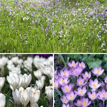 Violet Crocus Underplanting Collection