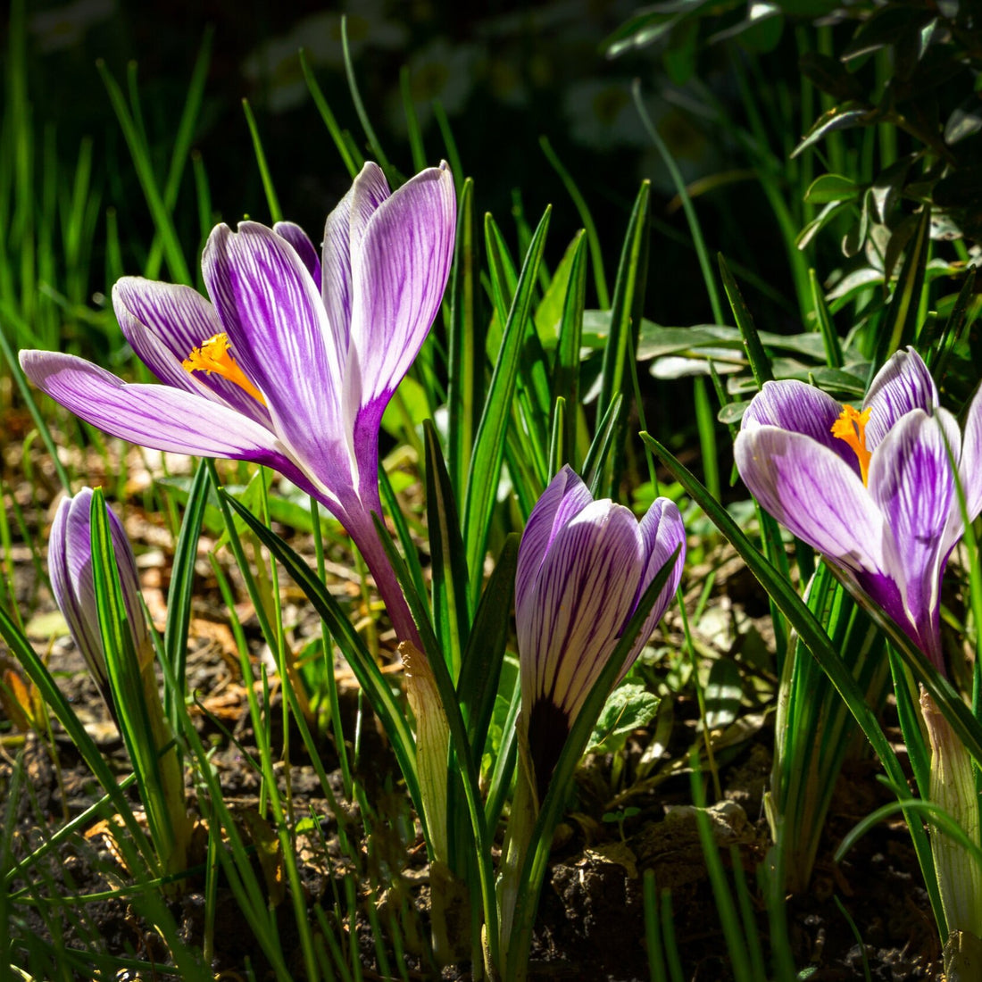 Crocus+King+of+the+Striped2+1.jpg