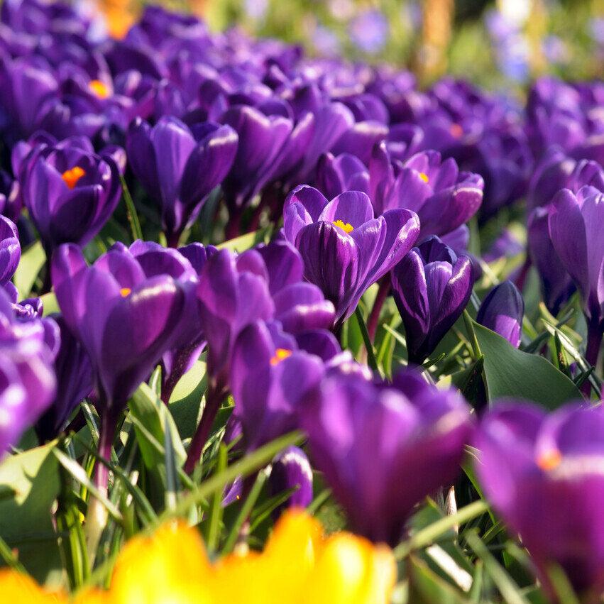 Crocus Flower Record.jpg