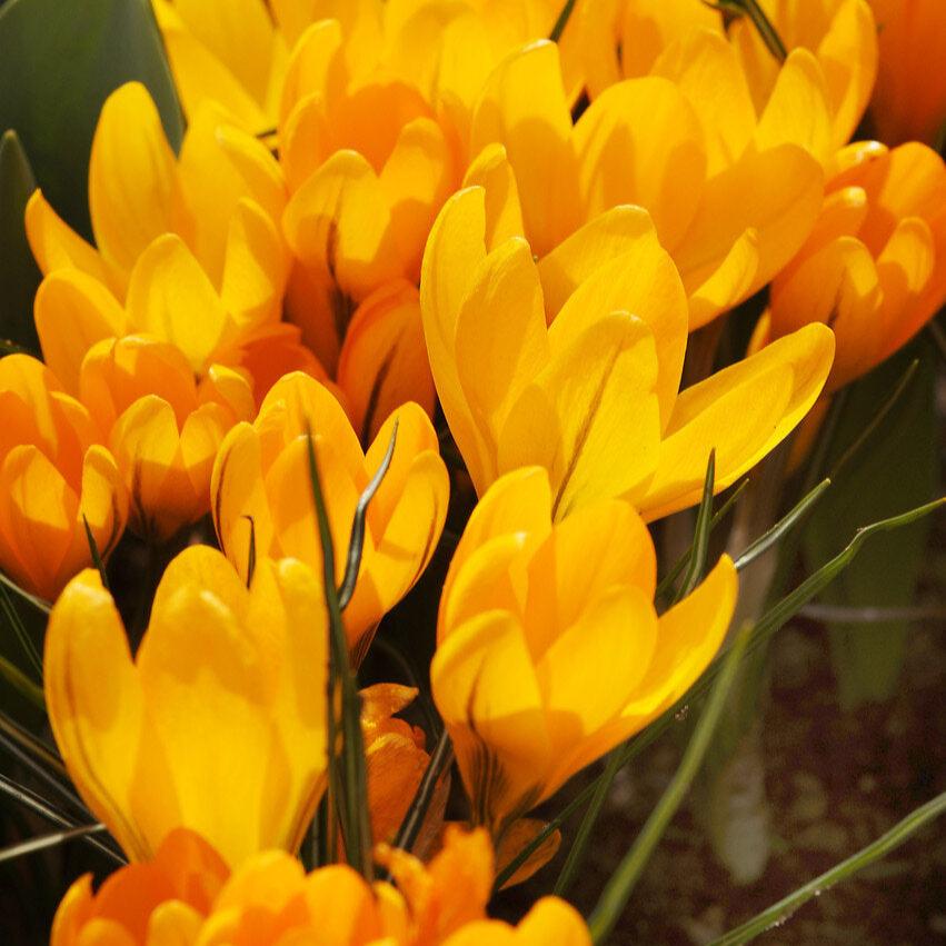 Crocus Golden Yellow.jpg