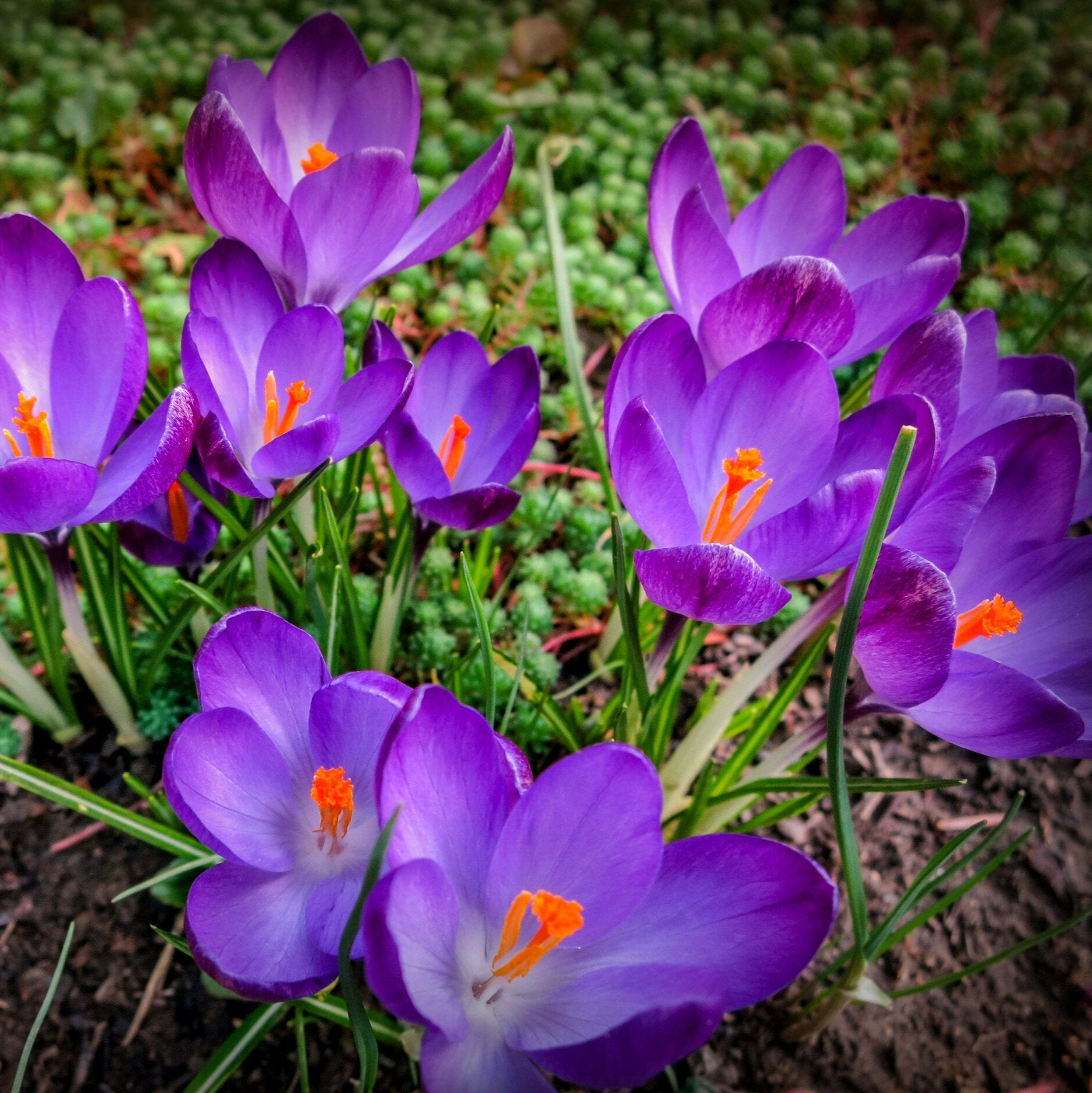 Crocus Ruby Giant.jpg