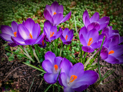 Crocus Ruby Giant.jpg