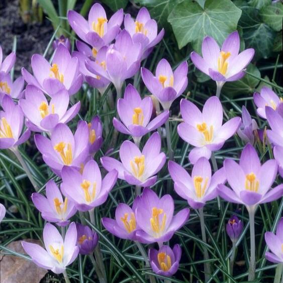 Crocus tommasinianus Barr&