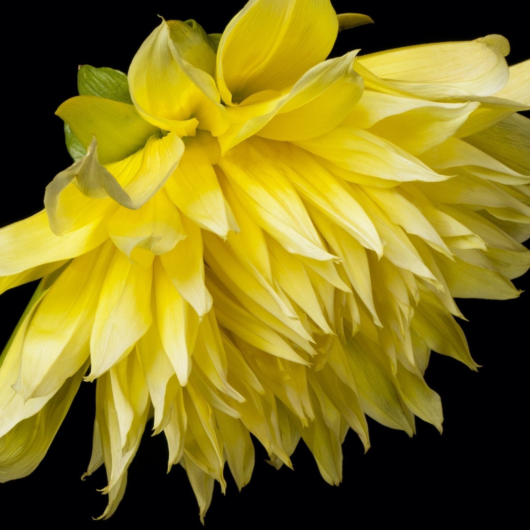 Dahlia%2B%2527Bilbao%2527.jpg