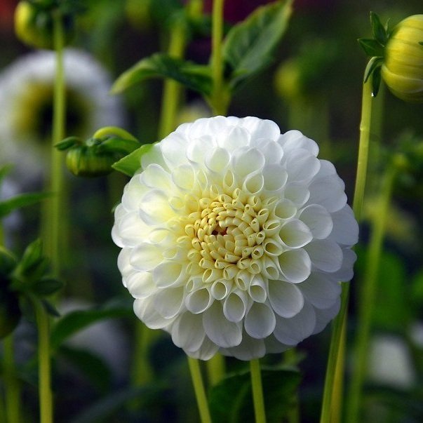 Dahlia%2B%2527Snowflake%2527.jpg