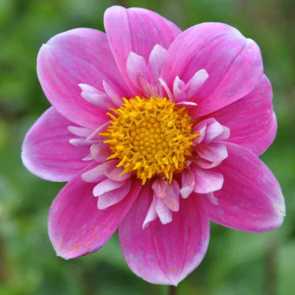 Dahlia Hartenaas.jpg