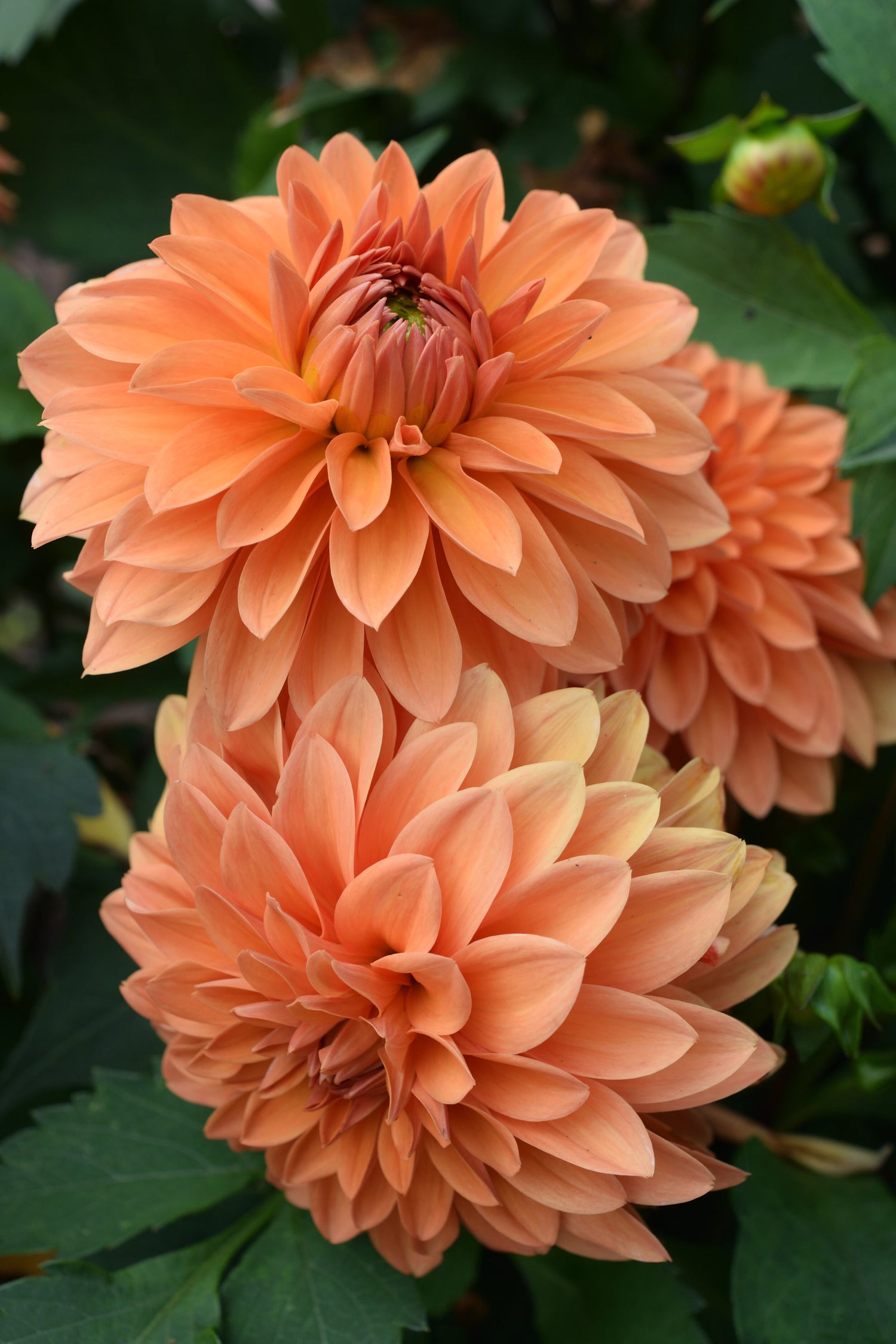 Dahlia Summer Flame.jpg