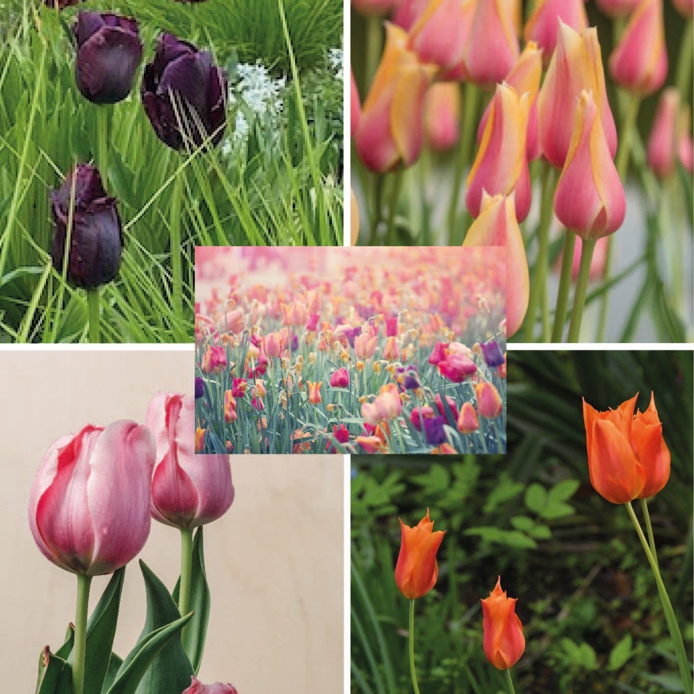 Deep &amp; Vibrant Tulip Collection