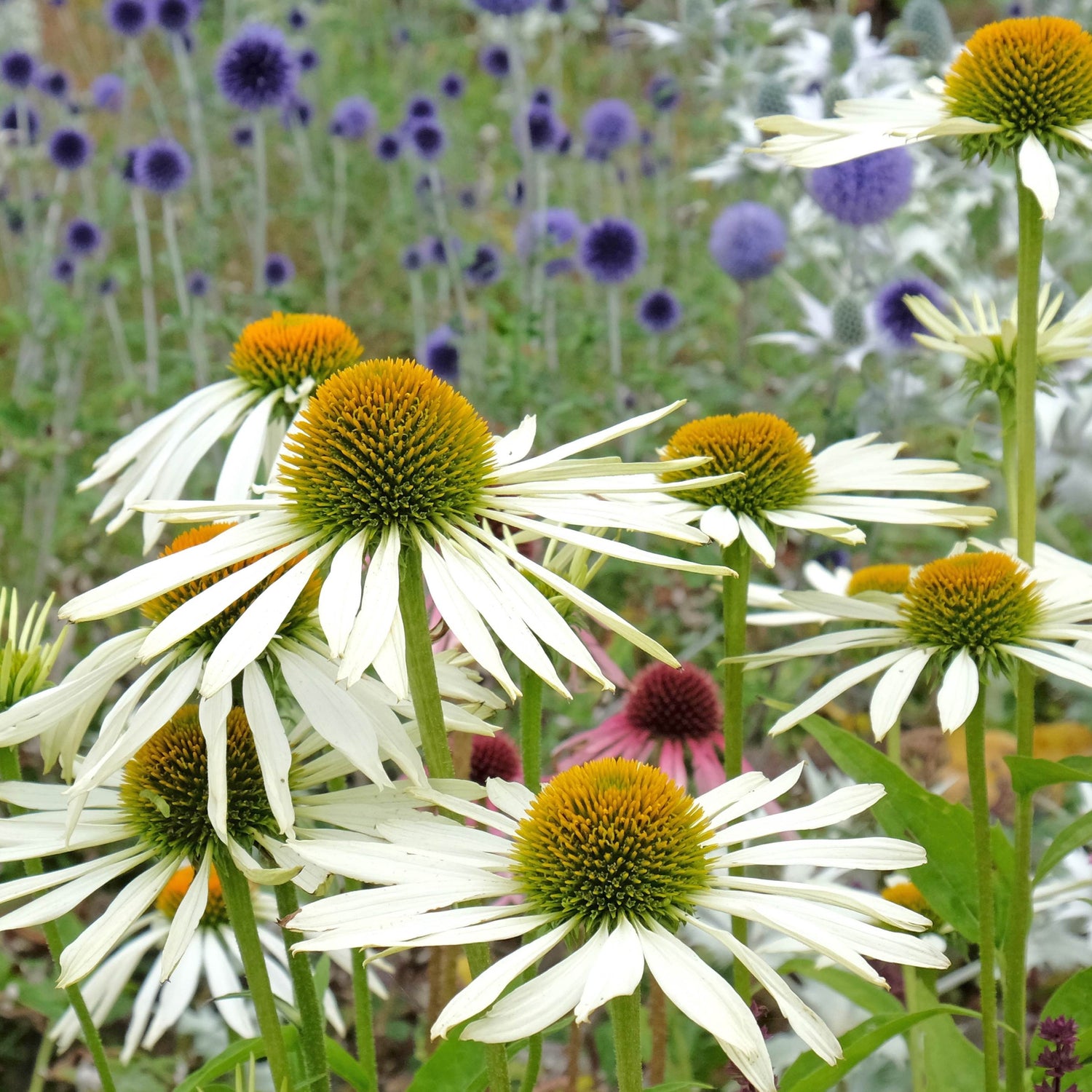 Echinacea purpurea &